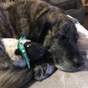 Fundraising Page: Harvey Smith